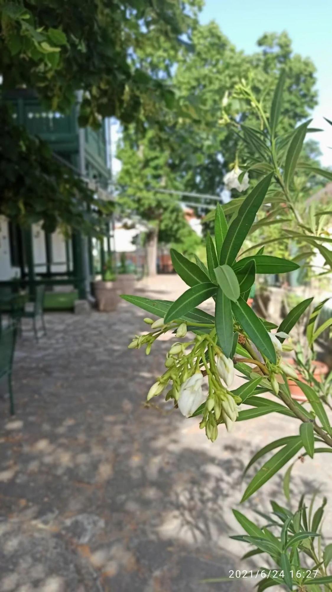 Svajci Lak Panzio Bed and Breakfast Nyíregyháza Εξωτερικό φωτογραφία